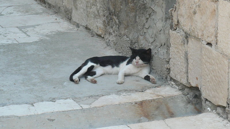 File:Cat at Palagruža.jpg