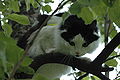 Cat in apple tree.jpg