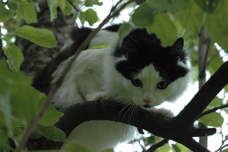 File:Cat in apple tree.jpg