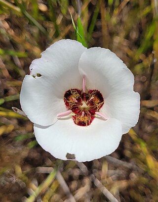 <i>Calochortus catalinae</i> Species of flowering plant