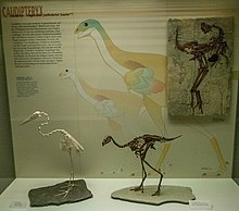 Grey heron and Caudipteryx skeletons Caudipteryx, Senckenberg, 2017-10-12.jpg