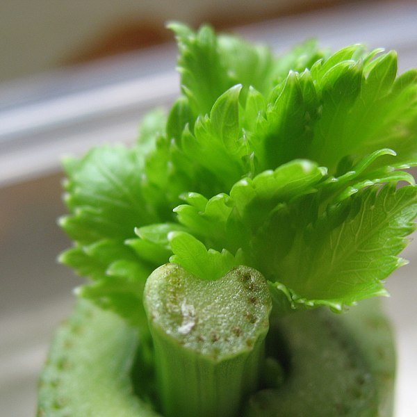 File:Celery (177029685).jpeg