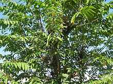 Celtis australis NP.JPG