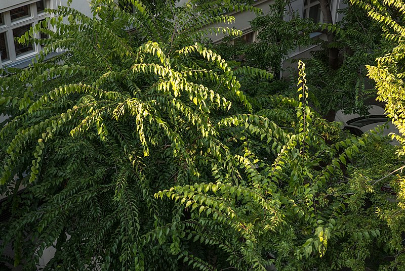 File:Celtis occidentalis Lužická Street Prague, CZE (08).jpg