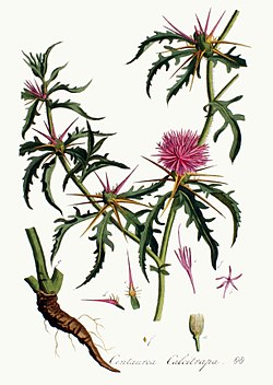 Centaurea calcitrapa — Flora Batava — Volume v2.jpg