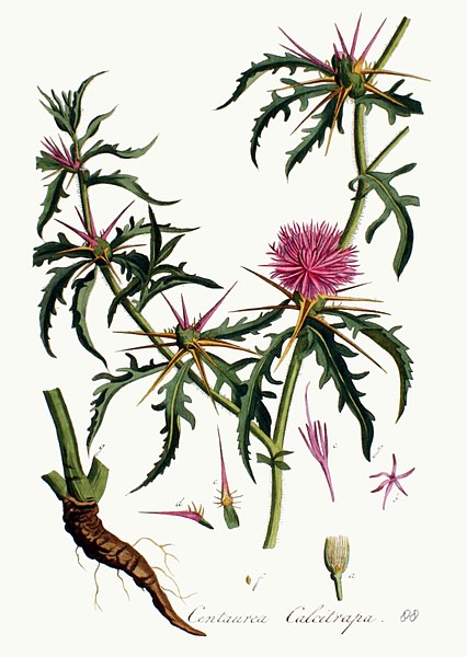 File:Centaurea calcitrapa — Flora Batava — Volume v2.jpg