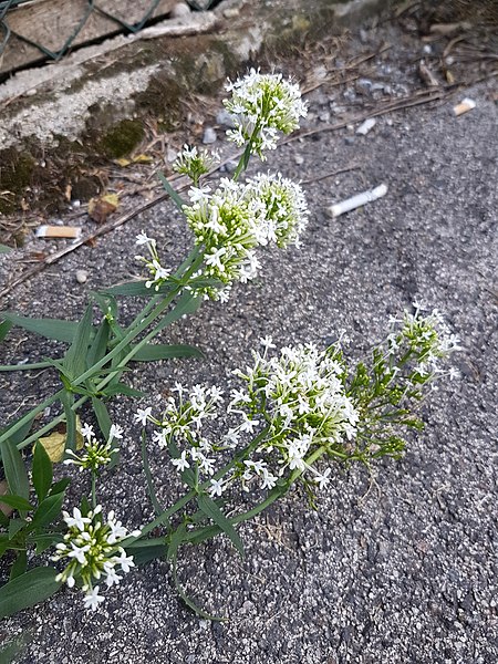 File:Centranthus ruber sl6.jpg