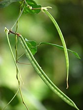 The butterfly pea, Centro (Centrosema pubescens)