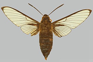 <i>Cephonodes titan</i> Species of moth
