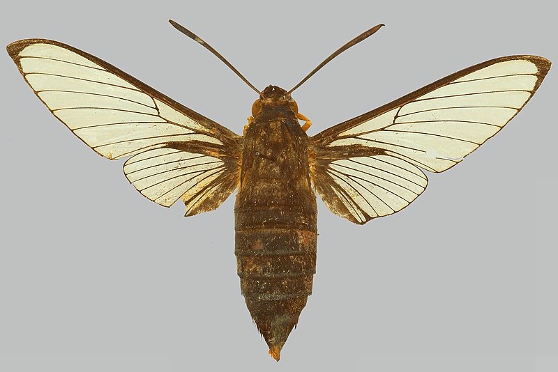 File:Cephonodes titan BMNHE274335 male up.jpg
