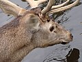 Cervus elaphus hispanicus Ciervo español