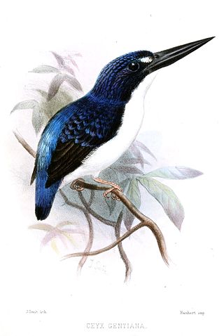 <span class="mw-page-title-main">Makira dwarf kingfisher</span> Species of bird