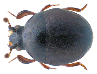 <i>Chaetabraeus</i> Genus of beetles