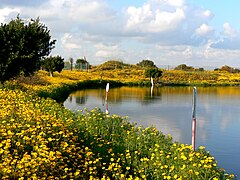 Spring blossom of Chrysanthemum coronarium in Rishon LeZion's lake