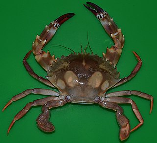 <i>Charybdis lucifer</i> Species of crab