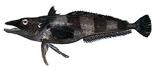 <i>Chionobathyscus</i> Genus of fishes