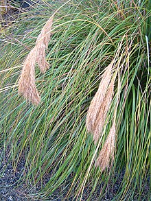 Chionochloa-flavicans.jpg