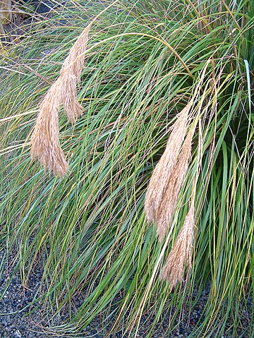 Chionochloa flavicans