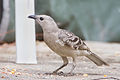 Great Bowerbird (Chlamydera nuchalis), Mount Carbine, Queensland, Australia