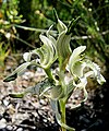 Chloraea volkmannii Chile