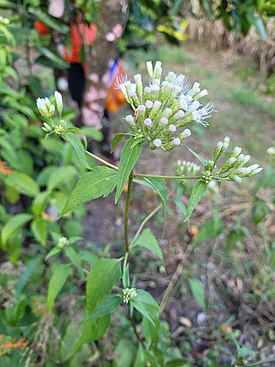 Хромолена душистая (Chromolaena odorata)