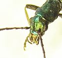 Chrysanthia viridissima head.JPG