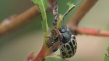 File: Chrysomela vigintipunctata - Lahntal 2011.ogv