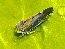 Cicadellidae - Anoplotettix fuscovenosus.JPG