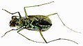 Cicindela (Cylindera) arenaria viennensis