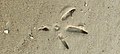 Ciconia ciconia footprint.jpg