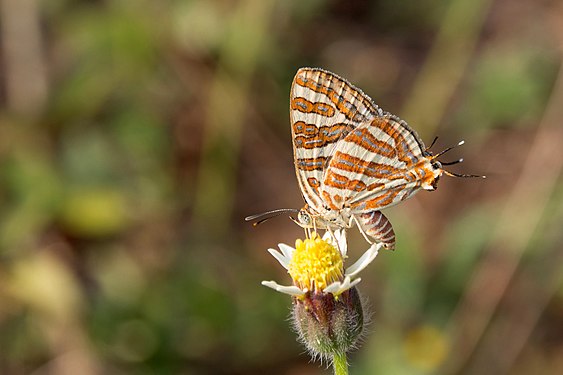 Butterfly Cigaritis vulcanus on a tiny flower