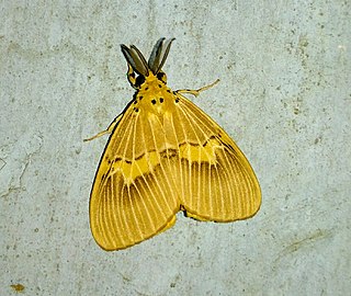 <i>Cispia punctifascia</i> Species of moth