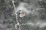 Thumbnail for File:Clark's Nutcracker (8264996898).jpg