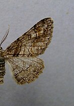 Cleora cinctaria ♂, mit gerundeter äußerer Querlinie