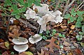 Clitocybe nebularis, Syn Lepista nebularis (GB= Clouded Funnel, Syn. Clouded Agaric, D= Nebelgrauer Trichterling, Syn. Nebelkappe, F= Clitocybe nébuleux, NL= Nevelzwam), white spores, in normal formats and a very huge - panoramio.jpg