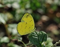 Close wing position of Eurema andersonii Moore, 1886 – One-spot Grass YellowWLB DSC 0056 (2).jpg