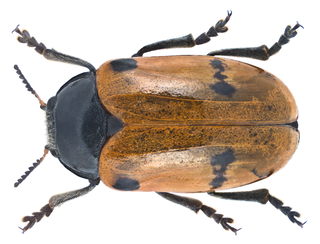 <i>Clytra rotundata</i> Species of beetle