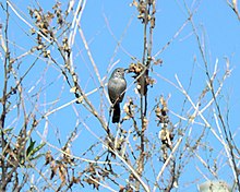 Coastal California Gnatcatcher (5912318877).jpg