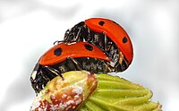 Coccinella septempunctata Wikipedia