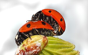 a Sevenspotted Lady Beetle (Coccinella septempunctata) mating