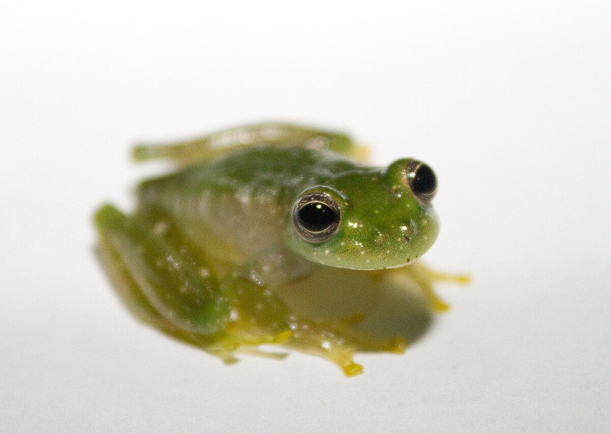 Powdered glass frog - Wikipedia