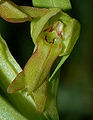 Détail d'une fleur.