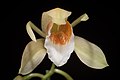 Coelogyne merrillii