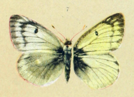 File:Colias nastes werdandi (Spuler).png