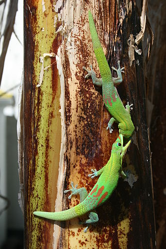 Два плоскохвостых мадагаскарских геккона (Phelsuma laticauda) на стволе банана (остров Реюньон)