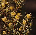 Thumbnail for Leucadendron brunioides var. brunioides