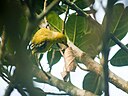 Common Iora (Aegithina tiphia), Bajitpur, Bangladesh (7472695172).jpg