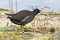 * Nomination A common moorhen (Gallinula chloropus). --Alexis Lours 07:00, 13 November 2023 (UTC) * Promotion  Support Good quality. --JoachimKohler-HB 07:32, 13 November 2023 (UTC)