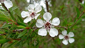 Blüten von Leptospermum scoparium