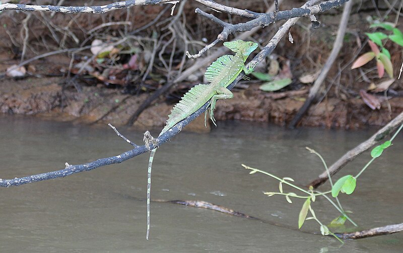 File:Common basilisk in Costa Rica 02.jpg